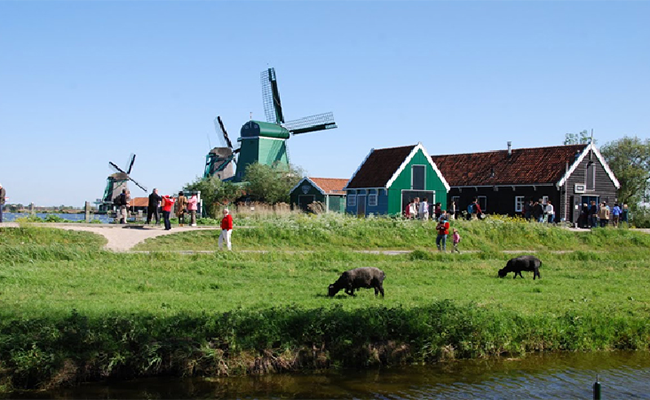 Khám phá làng cối xay gió Hà Lan - Zaanse Schans 