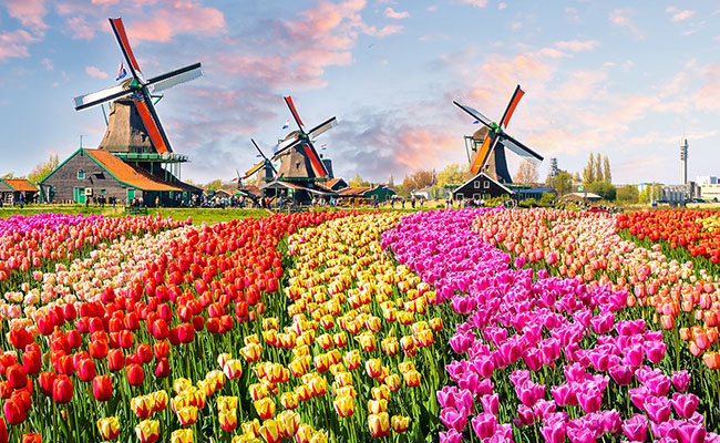 Khám phá lễ hội hoa Tulip Keukenhof ở Hà Lan