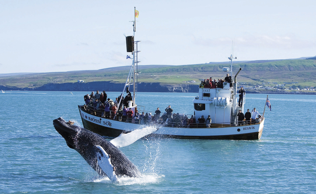 du lịch akureyri - quan sát cá voi