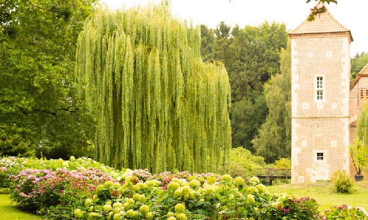 Cây cối xanh mướt quanh Lâu đài Hülshoff 